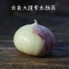 優(yōu)質(zhì)大蒜丫蒜精品獨(dú)蒜