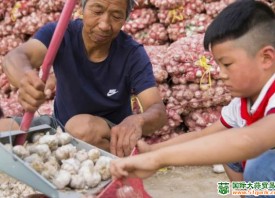 華陰羅敷鎮(zhèn)大蒜嚴(yán)重滯銷(xiāo) ()