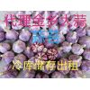 大蒜蒜苔 專業(yè)冷庫儲存