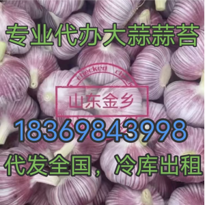 專業(yè)代收代存大蒜蒜苔冷庫(kù)出租