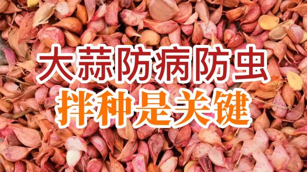 大蒜防病防蟲、拌種是關(guān)鍵 (741播放)