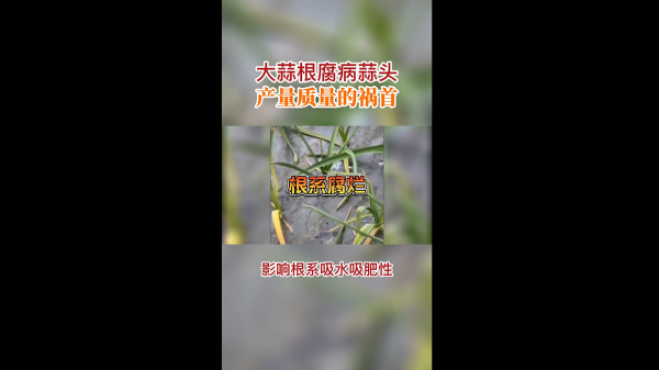 大蒜根腐病蒜頭產量質量的禍首 (424播放)